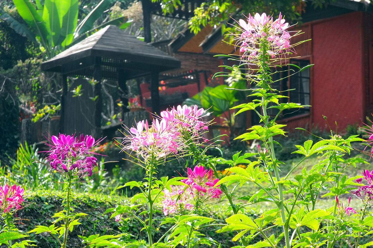 Mae Sa Valley Garden Resort Čiang Mai Exteriér fotografie